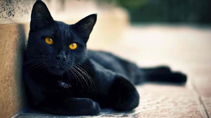 تفسير رؤية القطة السوداء في الحلم