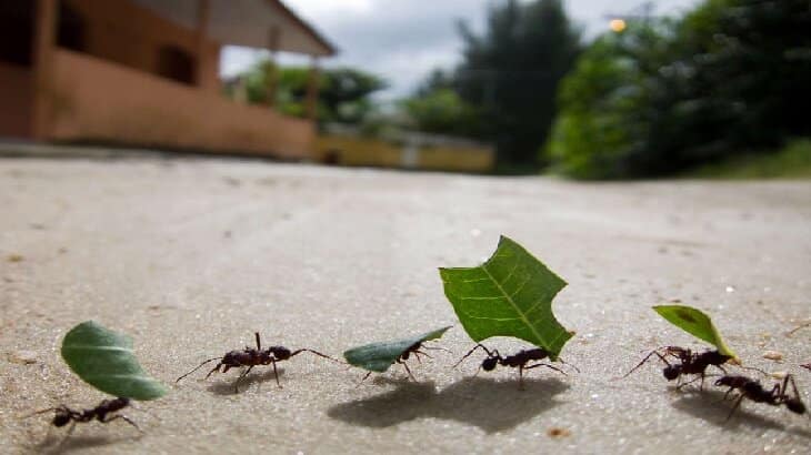 تفسير رؤية النمل في الحلم ومعناه