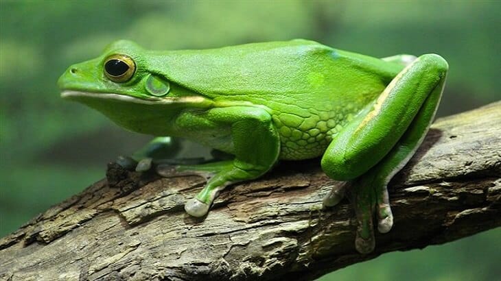 夢見青蛙的解釋及其意義 - 文章