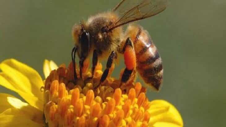 Razlaga videti čebele v sanjah in njihov pomen - Članek