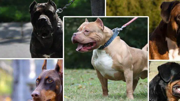 اشرس 9 كلاب في العالم بالترتيب