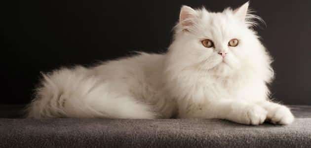 معلومات عن القطط الشيرازي وكيفية تربيتها