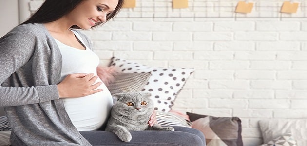 هل يمكن علاج داء أو مرض القطط اثناء الحمل؟