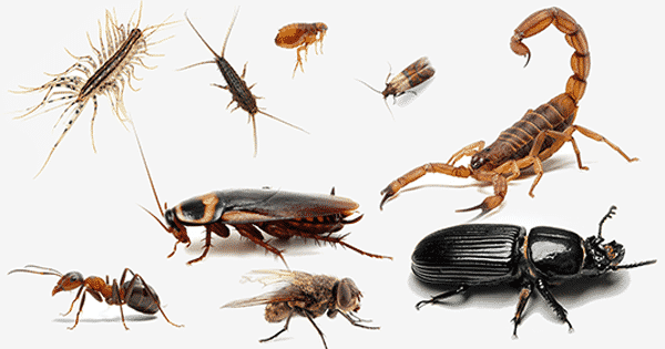 การตีความการเห็นแมลงในความฝันโดยอิบันสิรินทร์ - บทความ