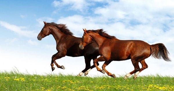 Tafsiran melihat kuda dalam mimpi oleh Ibn Sirin - artikel