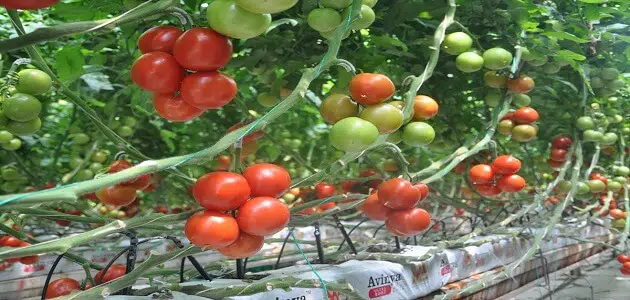 بحث عن زراعة الطماطم بدون تربة