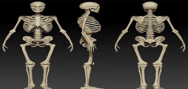 بحث عن وظائف الهيكل العظم
