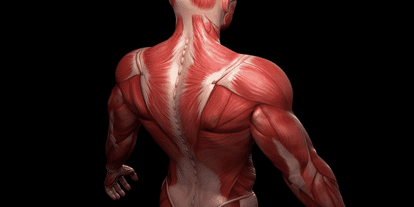 معلومات عن عضلات الجسم واسمائها