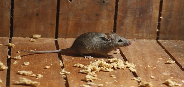 طرق مكافحة الفئران المنزلية بسرعة