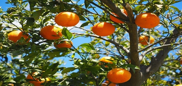 طريقة زراعة شتلات البرتقال