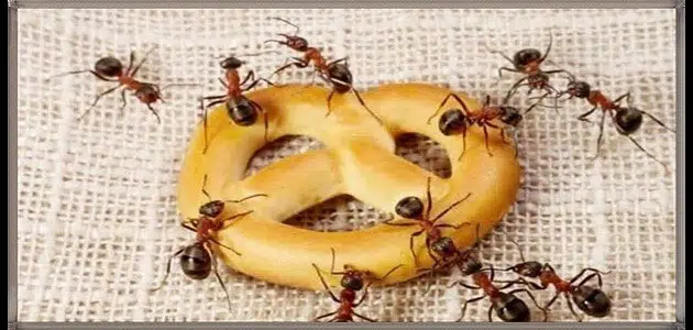 طريقة للتخلص من النمل بشكل نهائي