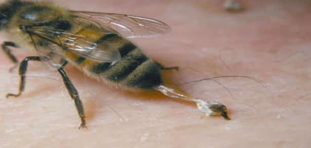 علاج قرص النحل