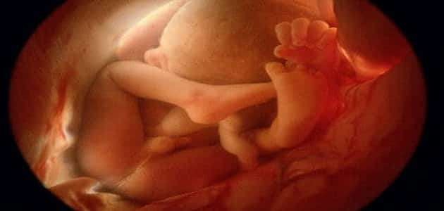 ما هي مراحل تطور الجنين بالاشهر بالصور