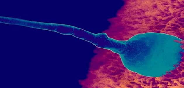 ما هي مراحل تطور الجنين بالاشهر بالصور