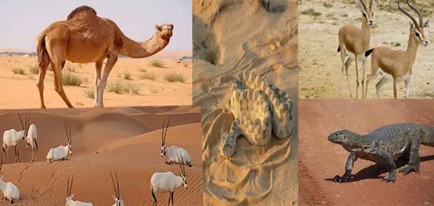 الحيوانات التي تفضل أن تعيش في الصحراء