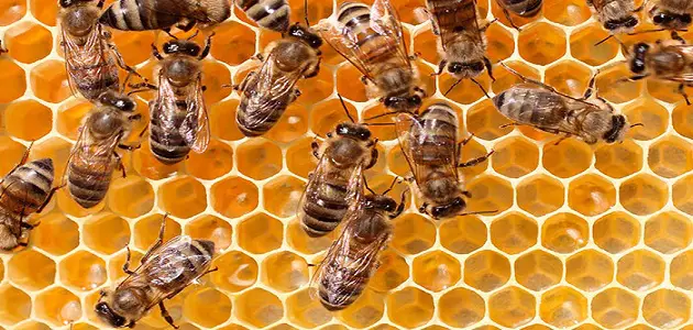 20 معلومة عن عجائب مملكة النحل