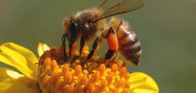 أضرار العلاج بسم النحل