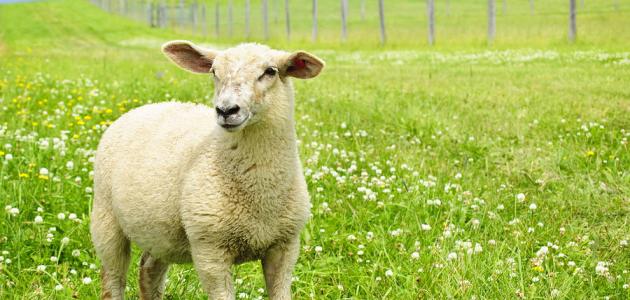 Interpretimi i shikimit të një koke dele të prerë në tokë në ëndërr dhe kuptimi i saj - Neni