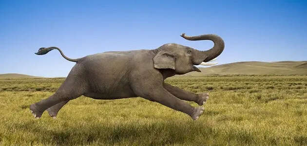 11 معلومة عن سرعة الفيل القصوى بالساعة