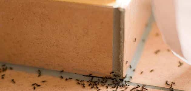 كيفية القضاء على النمل نهائيا من المنزل