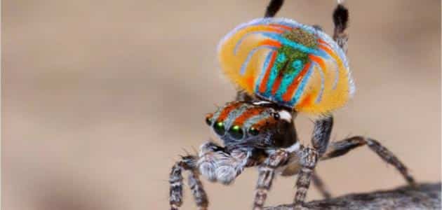 معلومات عن انواع العناكب السامة والغير سامة