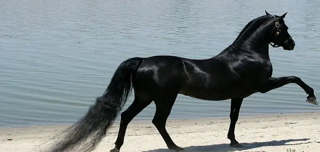 26 معلومة لا تعرفها عن الخيول العربية