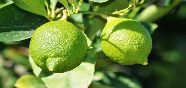20 معلومة عن فوائد شجرة الليمون