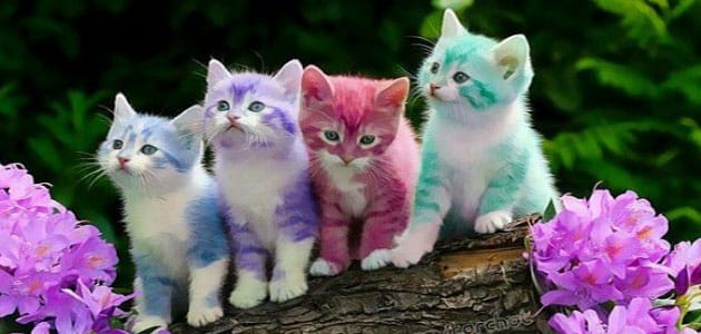 تفسير حلم القطط الصغيرة الملونة
