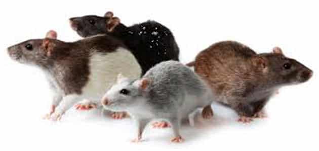 تفسير رؤية الفئران الصغيرة في المنام