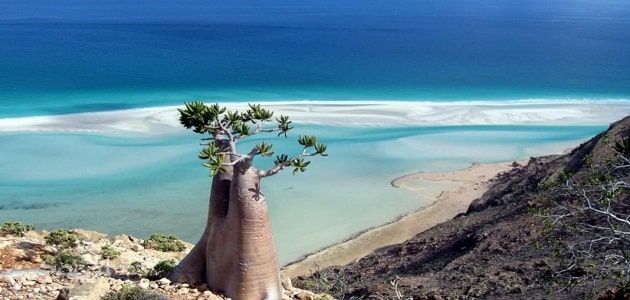 كيفية السياحة في جزيرة سقطرى اليمن الغربية