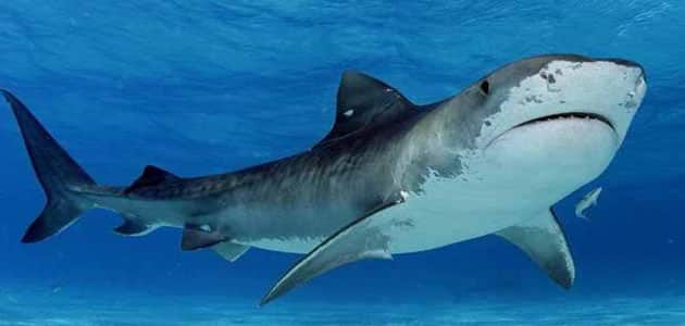 تفسير حلم رؤية سمك القرش في المنام لابن سيرين - مقال