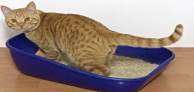 انواع رمل القطط كيفية تدريبهم عليها