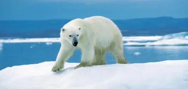 تكيف الدب القطبي في المناطق الباردة