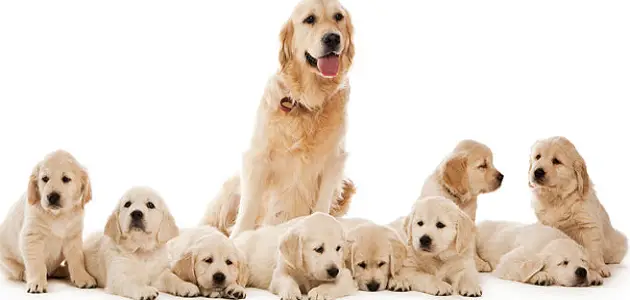 كم مدة حمل الكلاب وأعراض الولادة