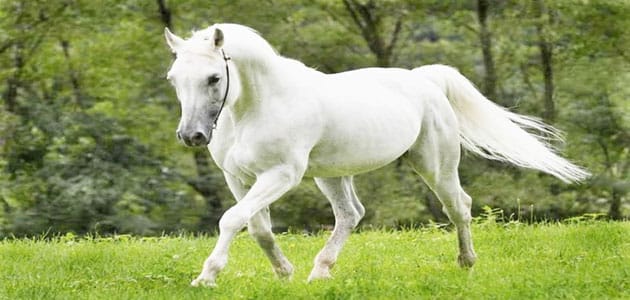 تفسير رؤية الحصان الأبيض في المنام