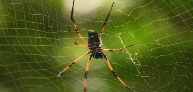 تفسير رؤية العنكبوت الأسود أو الملون في المنام
