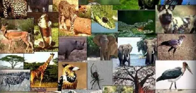 تصنيف الكائنات الحية وتنوعها والتوازنات الطبيعية