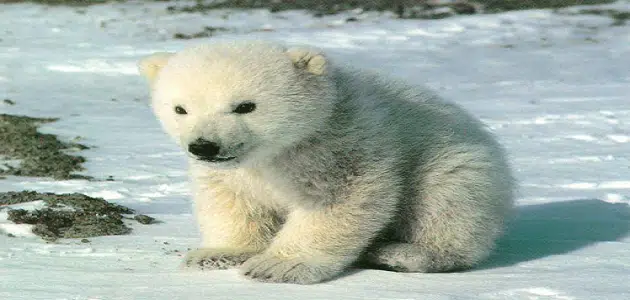 اسم صغير الدب القطبي