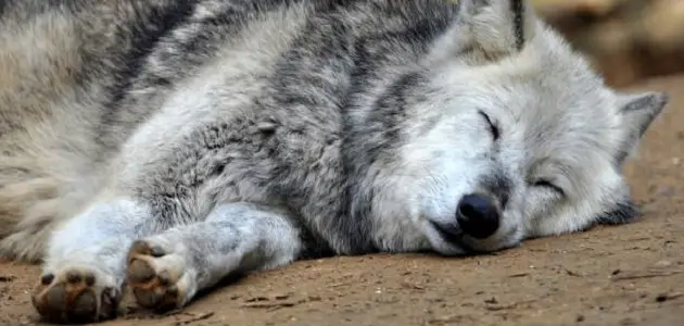 كيف ينام الذئب بعين واحدة