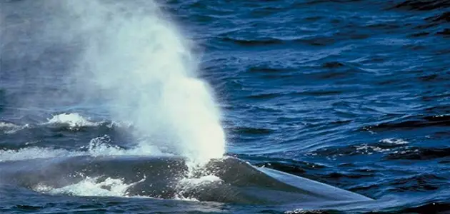 لماذا ينفث الحوت نافورة ماء