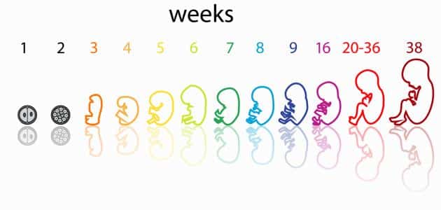 مراحل تكوين الجنين بالأسابيع والأشهر