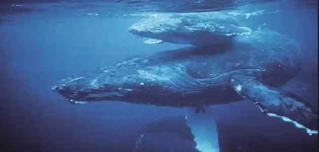 كيف يتنفس الحوت تحت الماء