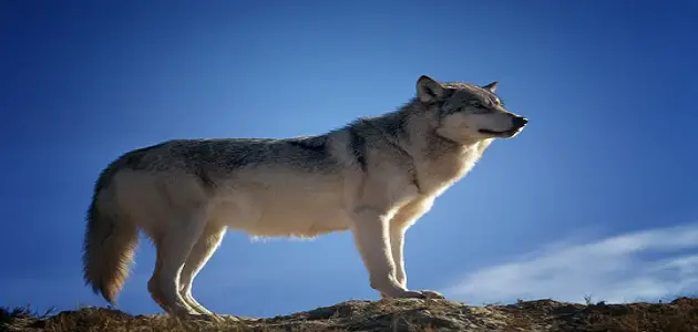 ما اسم صوت الذئب