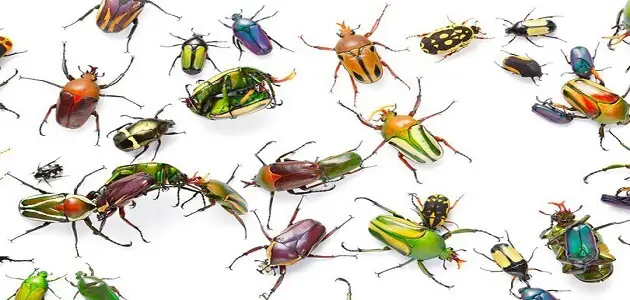 بحث عن الحشرات النافعة والضارة