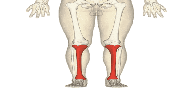 كيف اقوي عضلات الفخذ والساق