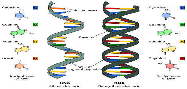 ما هو الـ RNA بالتفصيل