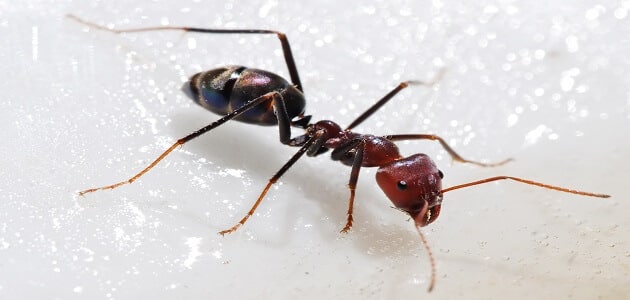 أجزاء جسم النمل