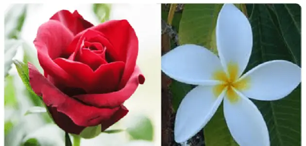 ما الفرق بين الزهور والورود