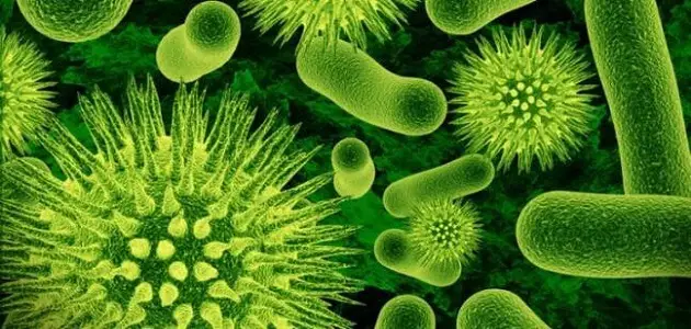ما هو تعريف بكتيريا أي كولاي
