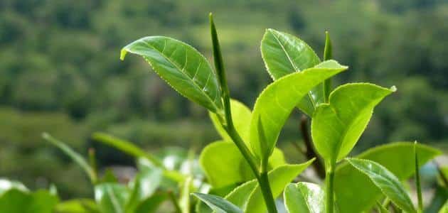 ما هو موطن الشاي السيلاني وفوائده